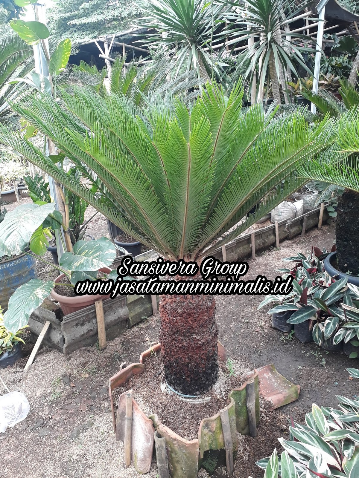 Jual Tanaman Sikas | Harga Pohon Sikas Murah | Tukang Taman Profesional