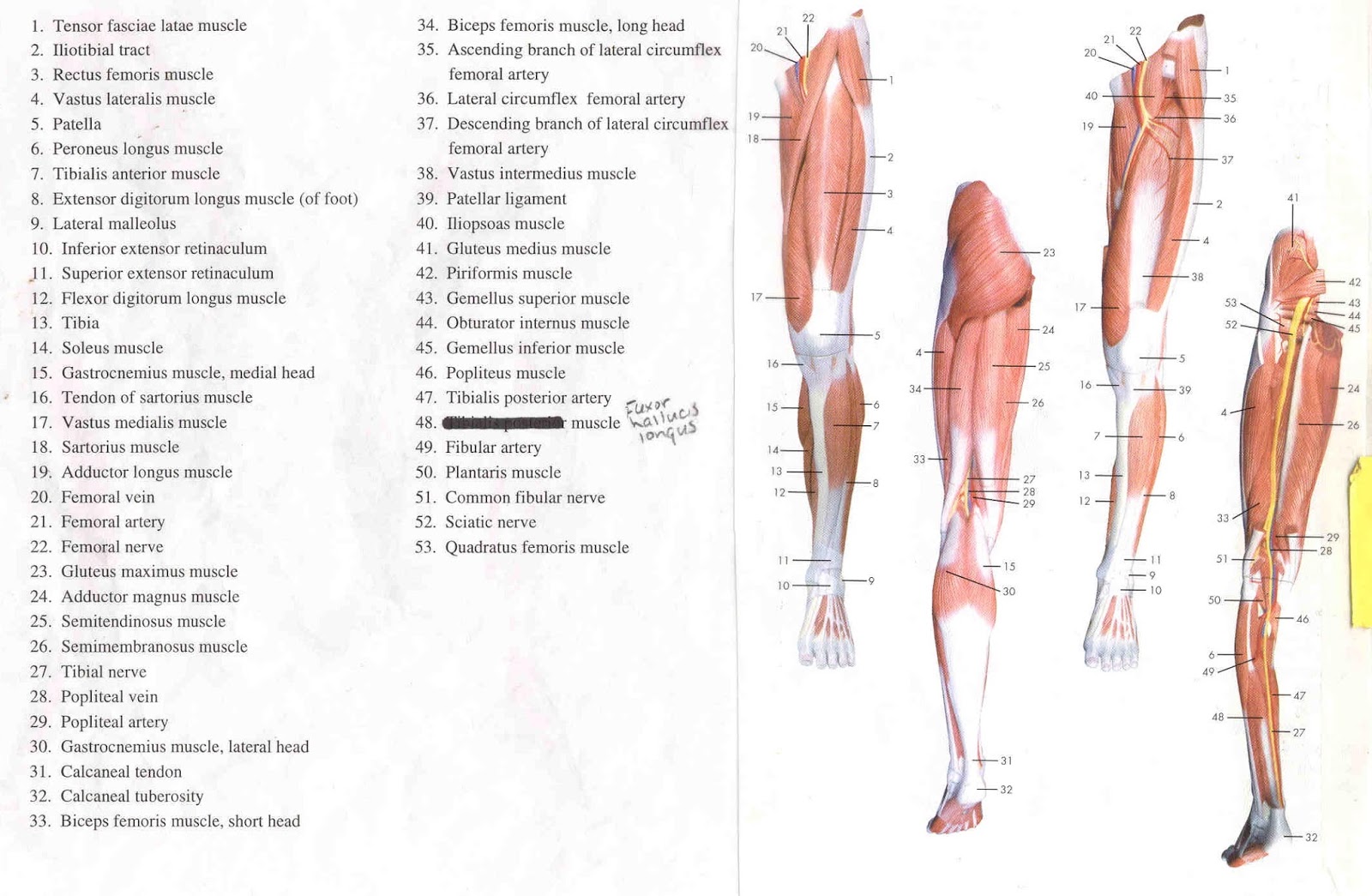 Human Leg Bones 85