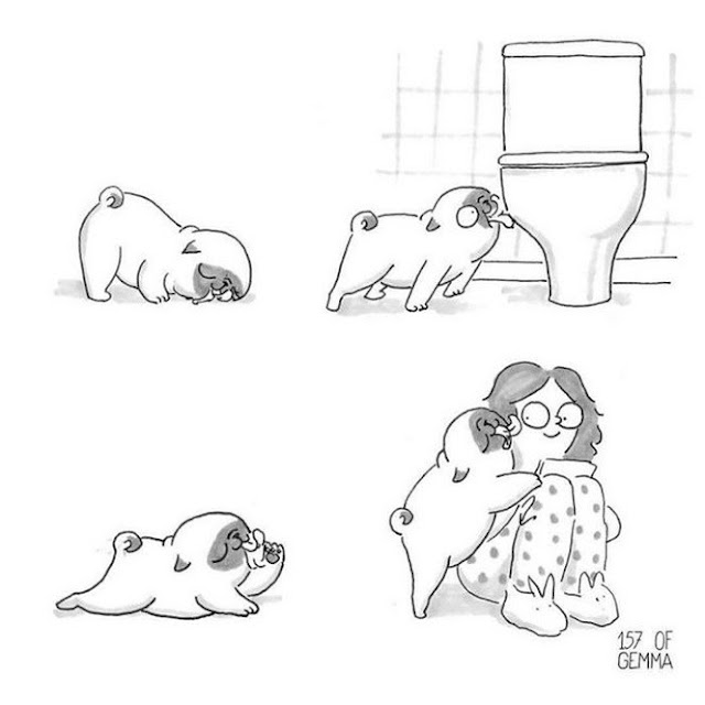como é ter um shih tzu