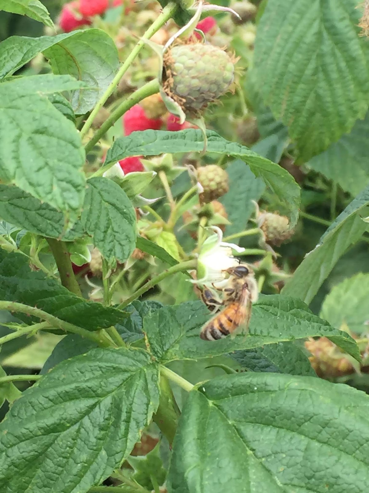 Heather's Honeybees Blooms, Berries and Bees!