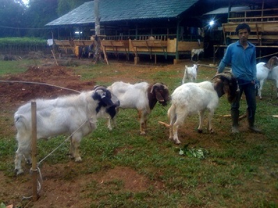 Jenis kambing di Indonesia