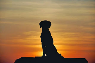 El perro de Kakasbal El perro de Kakasbal