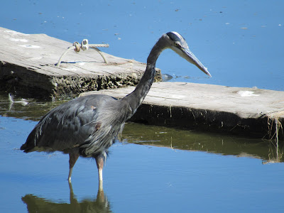 great blue heron