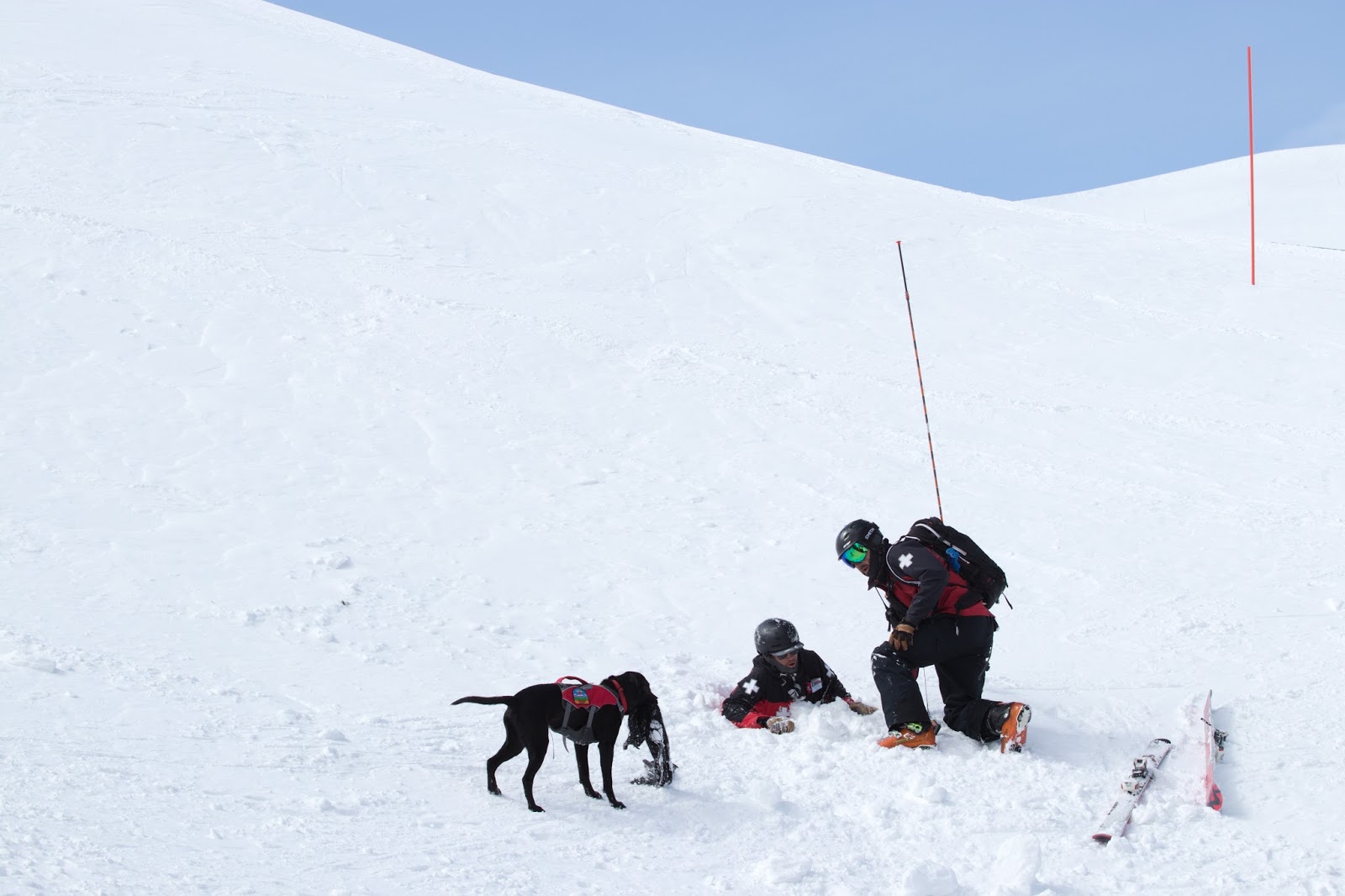 Al s Blog Max The Avalanche Dog max avalanche dog