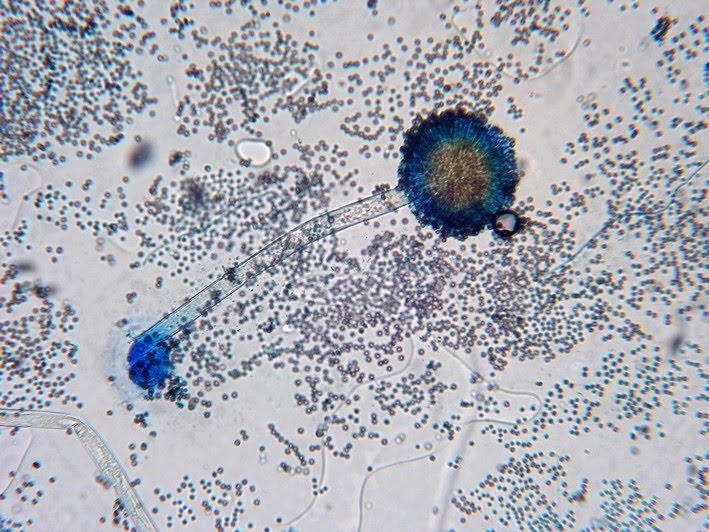 Aspergillus niger