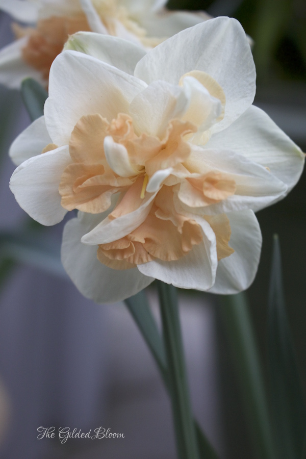 Deinashaugh Daffodil- www.gildedbloom.com Deinashaugh Daffodil- www.gildedbloom.com