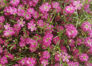 Gypsophila muralis