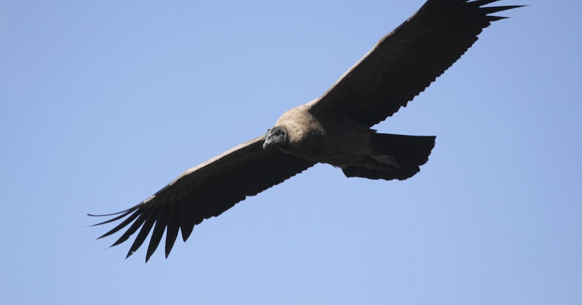 Science Doing: Pollution threat: Vanishing vultures