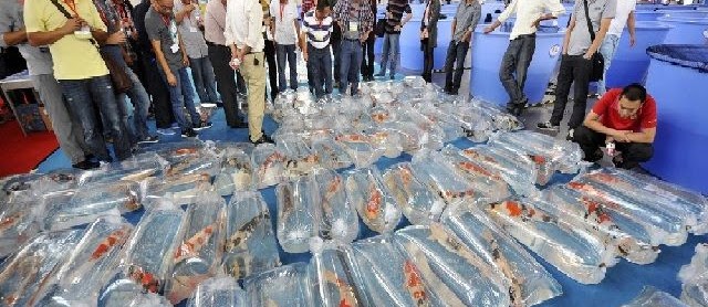 Makanan Koi untuk Kontes serta Cara Pemberiannya