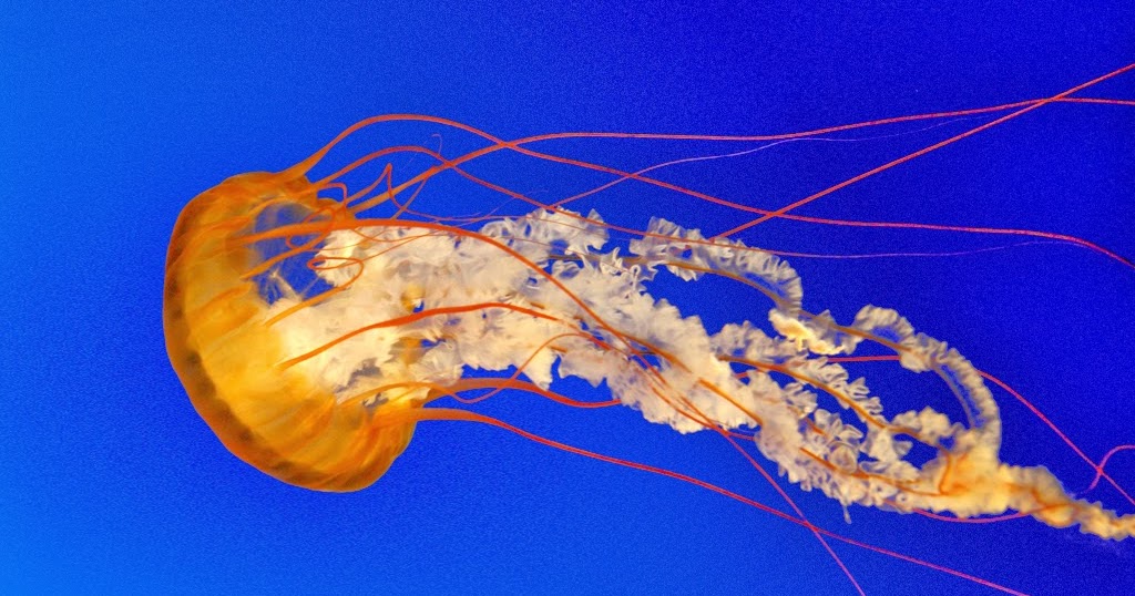 Taxonomía Animal : CELENTÉREOS