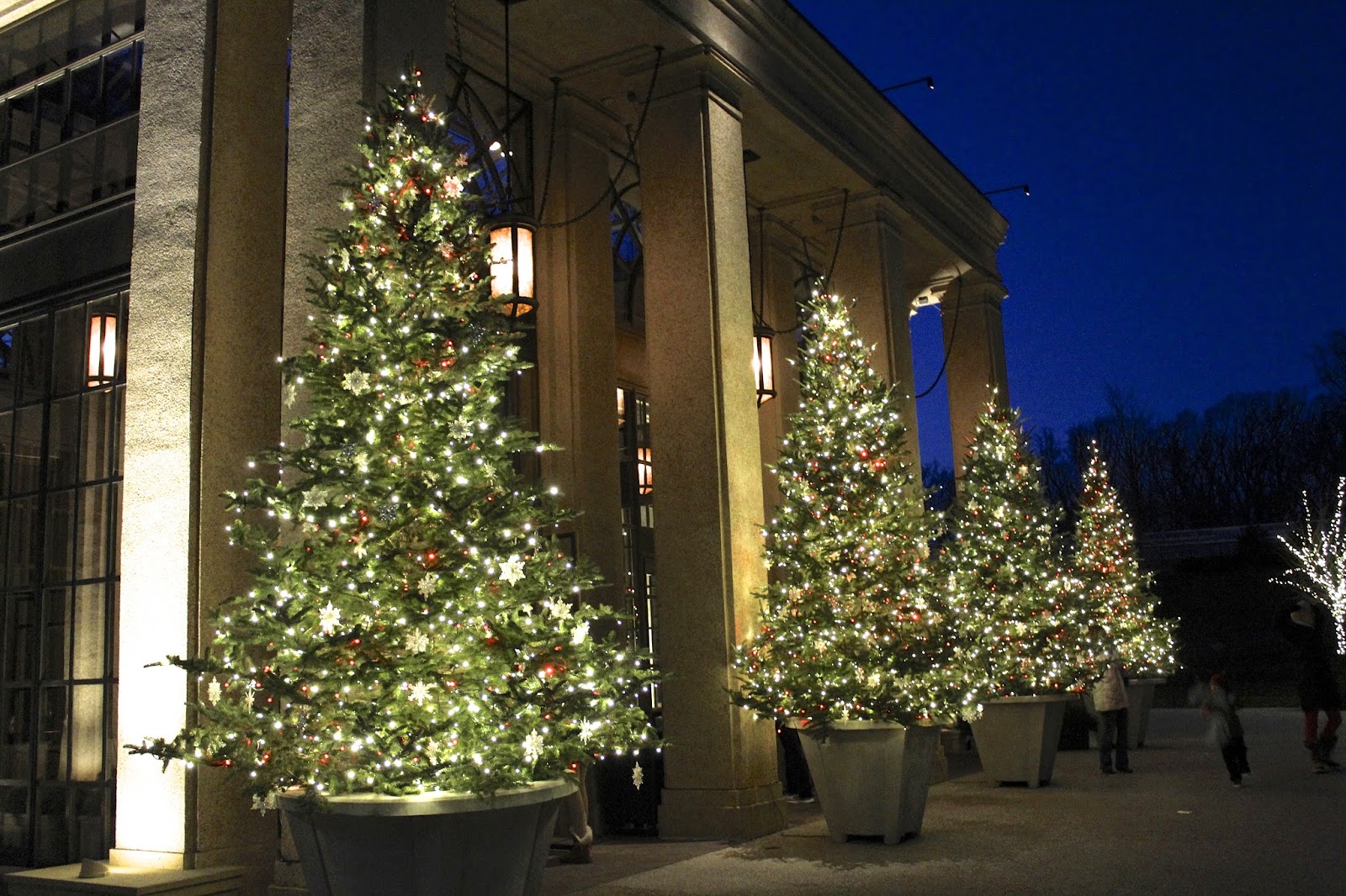 figs flowers food LONGWOOD GARDENS CHRISTMAS 2014 Part 4