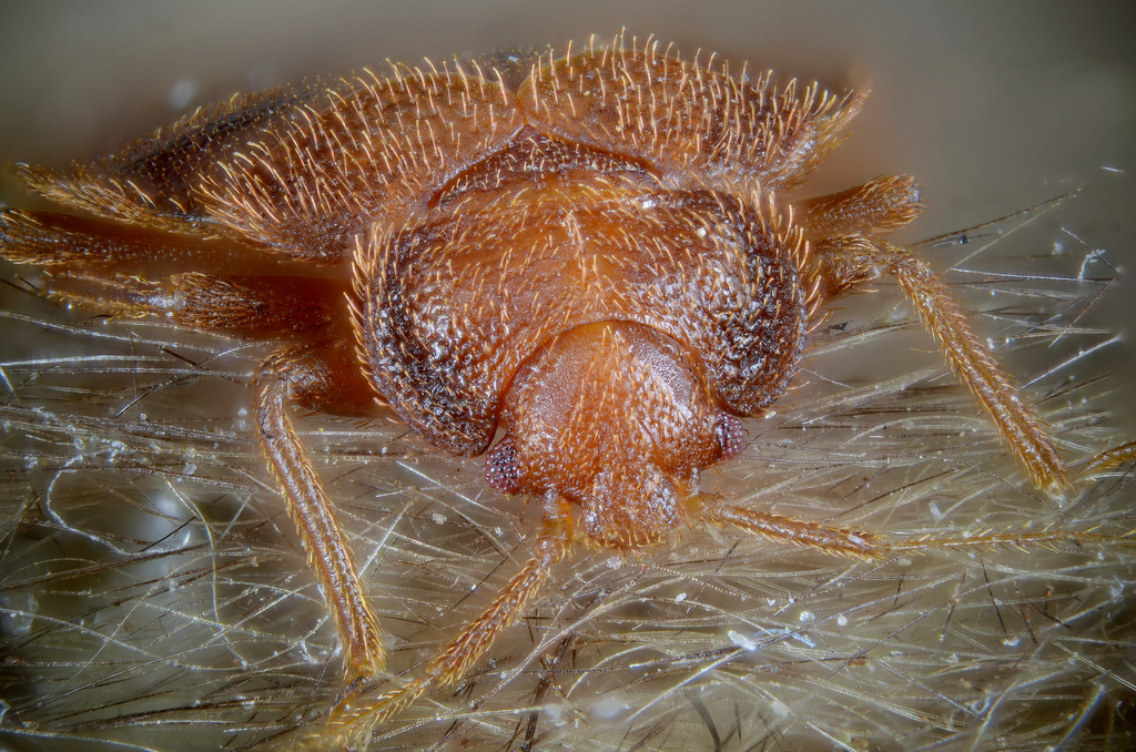 3 Myths About Bed Bugs strike fear in the hearts of humans The BedBug
