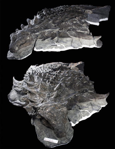 Fundacion Dinosaurios Cyl: ¿Cómo es el fósil de dinosaurio mejor conservado  del mundo?