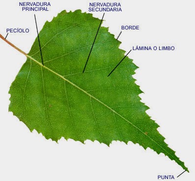Resultado de imagen de nervadura de la hoja