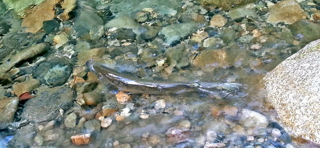 first steelhead