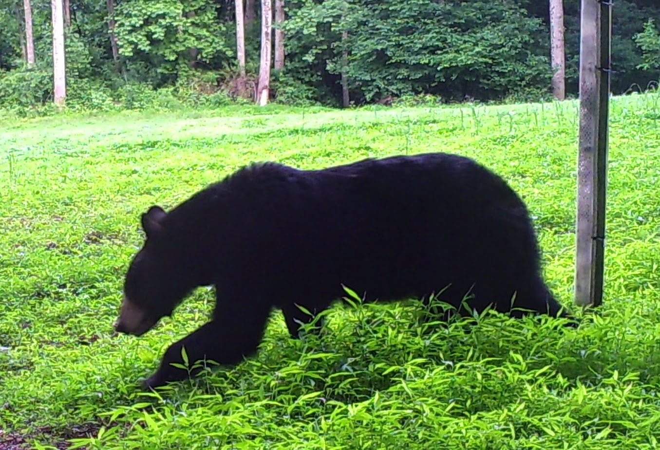 pahistorybooks Pennsylvania Animals Black Bear