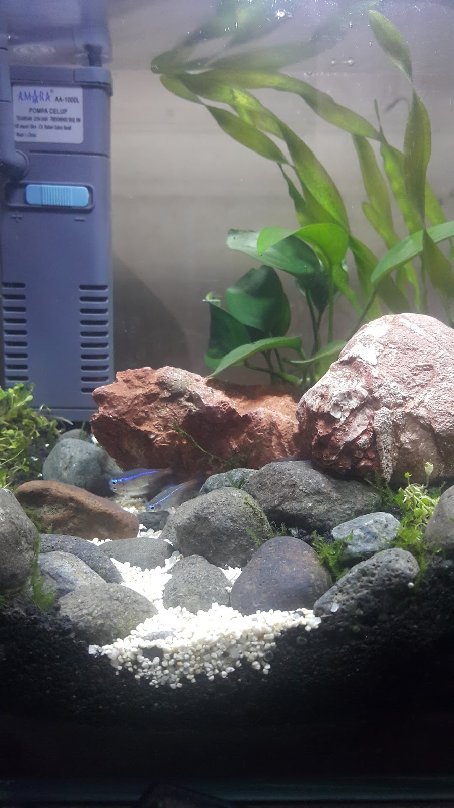 Penjualan Aquascape daerah Magelang dan Sekitarnya Jual