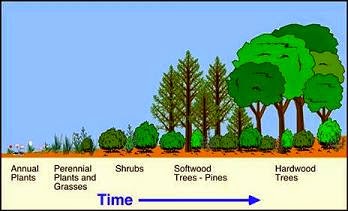 Suksesi pada habitat darat Suksesi pada habitat darat