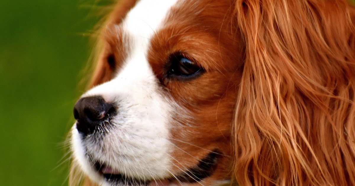 Dogs and Cats at Home: CAVALIER KING CHARLES SPANIEL - Information Guide