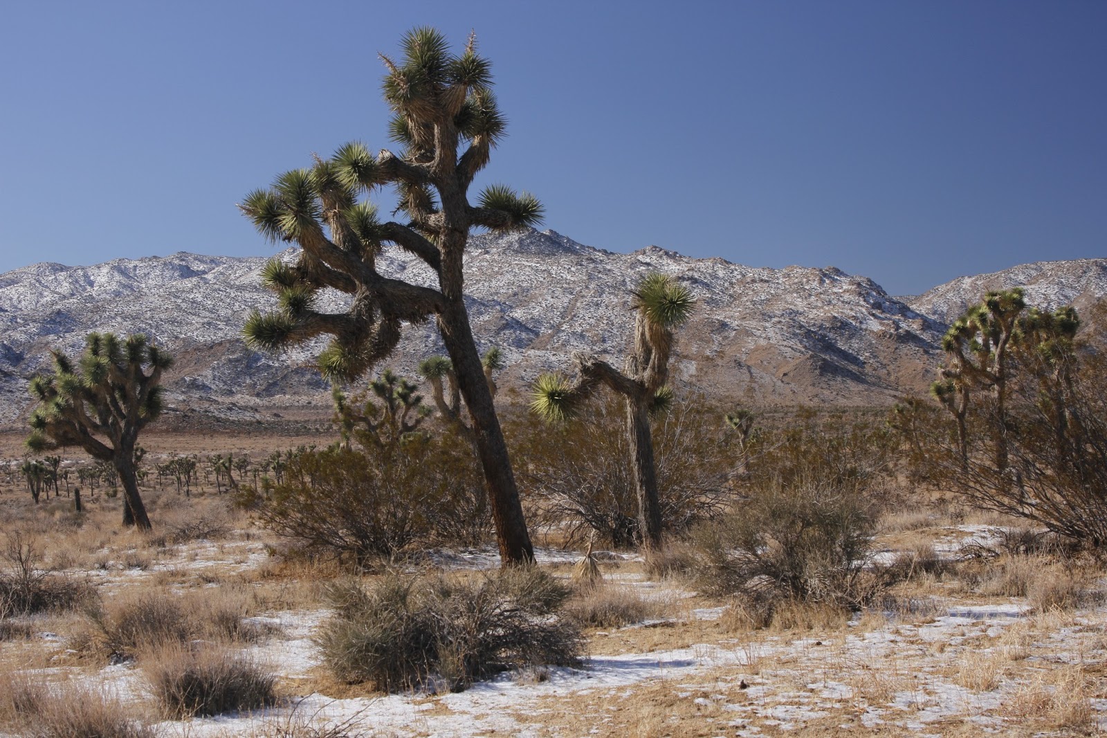 Deserts and Beyond Snow at Joshua Tree National Park
