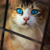 Gato Olhos Azuis