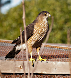 coop hawk chicken young yesterday funky