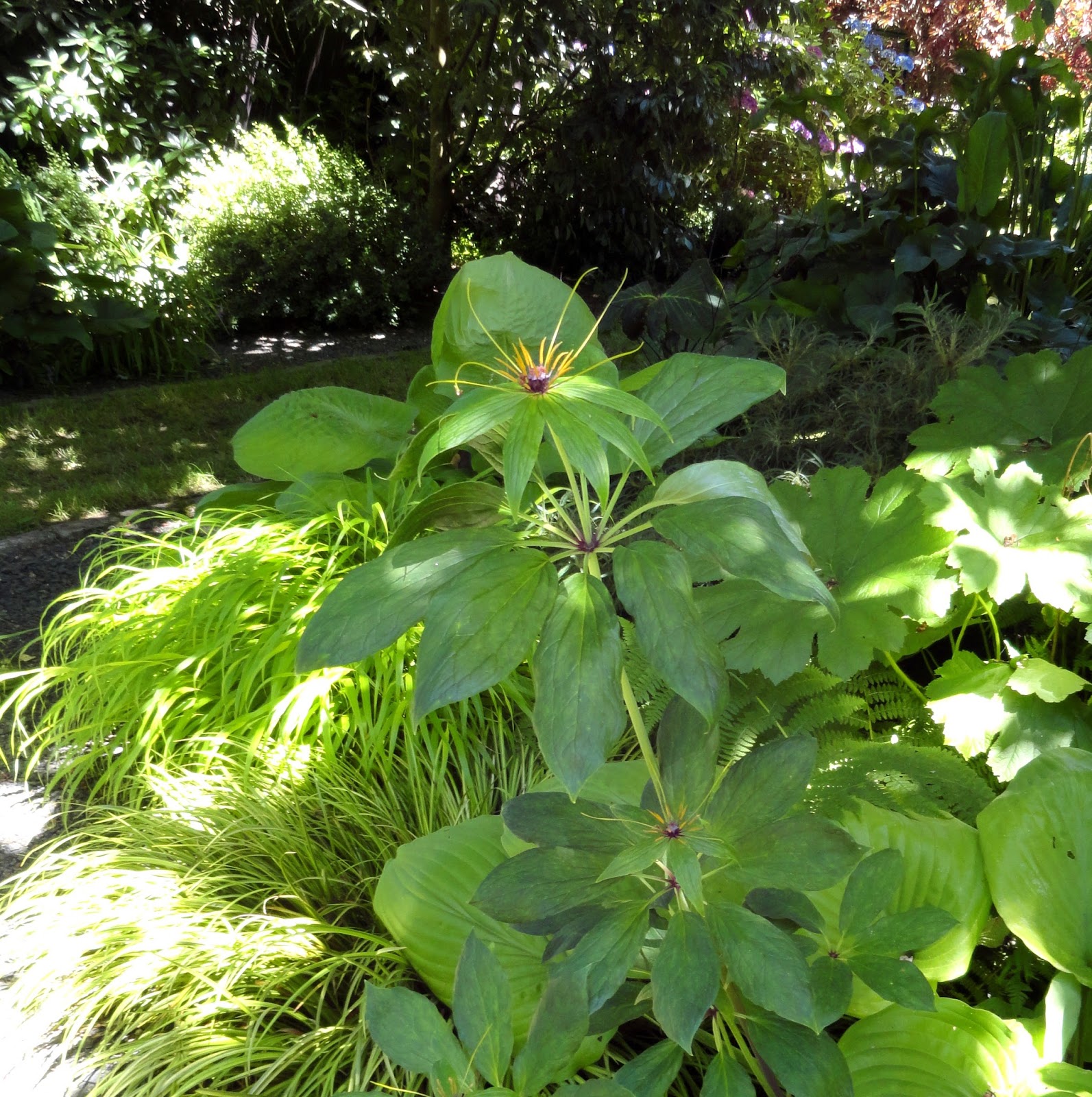 The Plant Hunter The Journey Of Physocarpus Eastern Ninebark