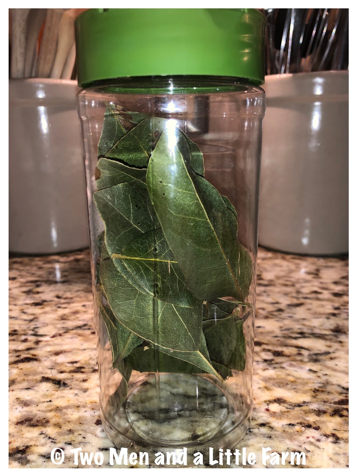 Two Men and a Little Farm HARVESTING BAY LEAVES AND DELICIOUS MEATLOAF