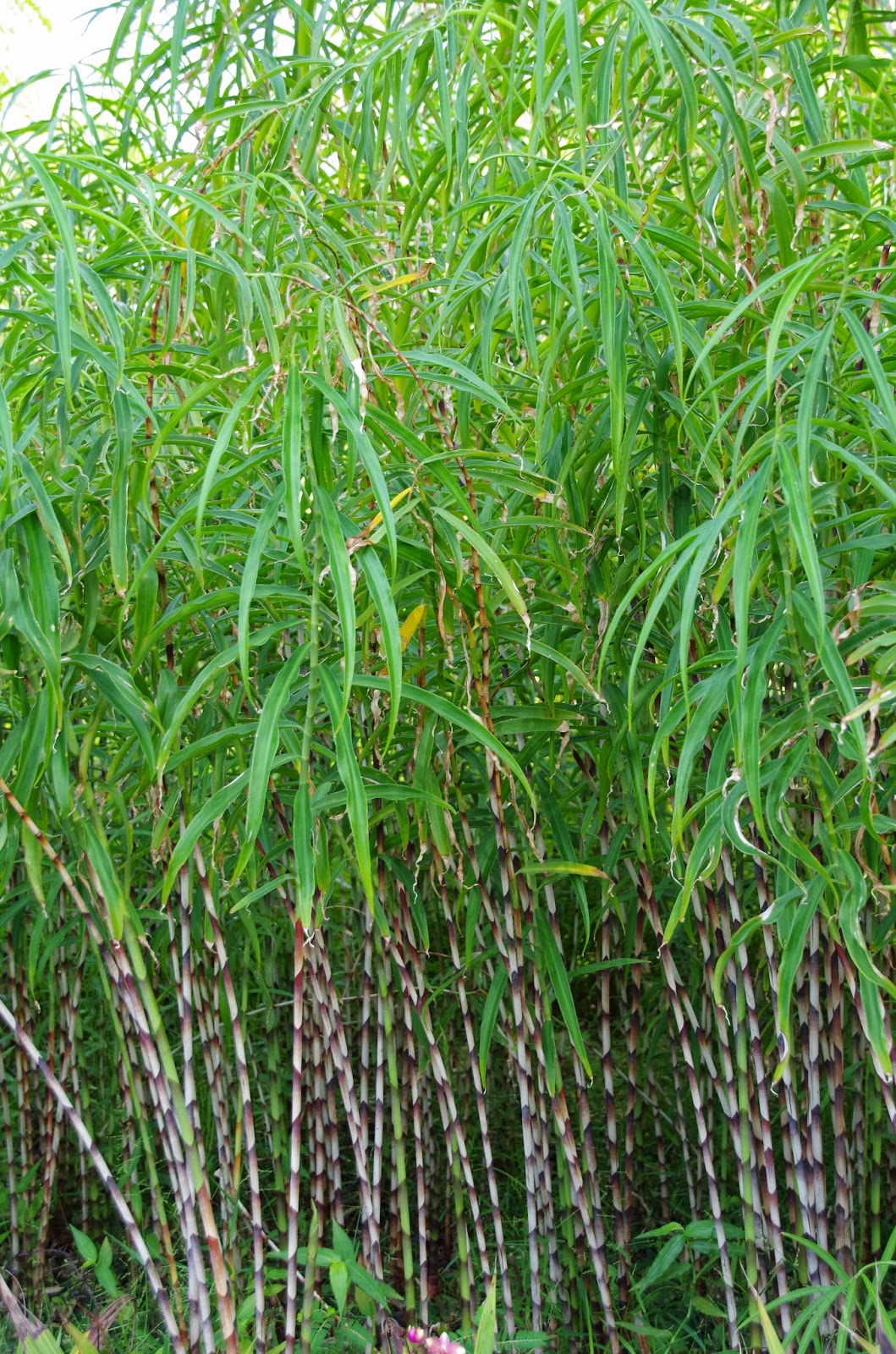 Trees and Plants Bamboo Ginger