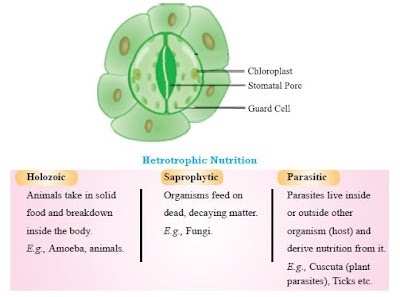 Hetrotrophic Nutrition