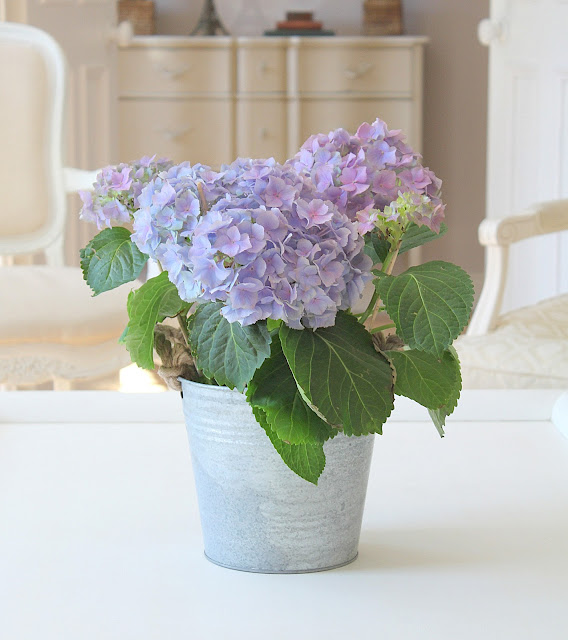 hydrangea+in+zinc+planter.jpg