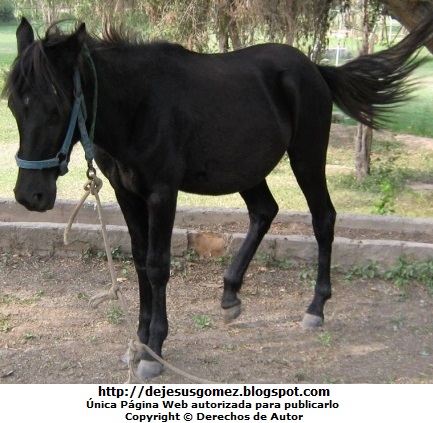 Caballo Foto de caballo amarrado en las Gambusinas. Foto de caballo por Jesus Gómez