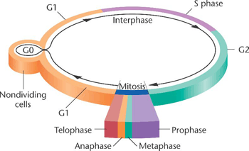 Somatic cell cycle Somatic cell cycle