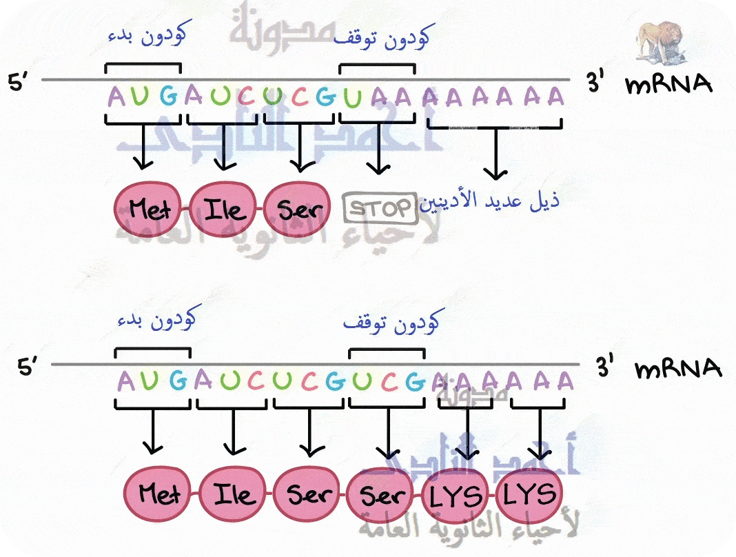 تركيب   m-RNA– ذيل عديد الأدينين  - الأدينوزين - كودون الوقف – الثالث الثانوى