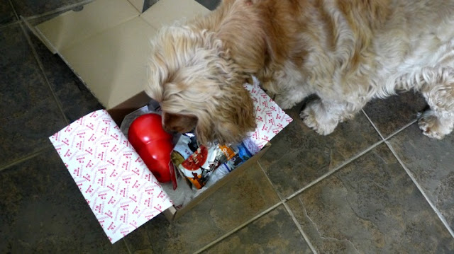 BarkBeats dog subscription box