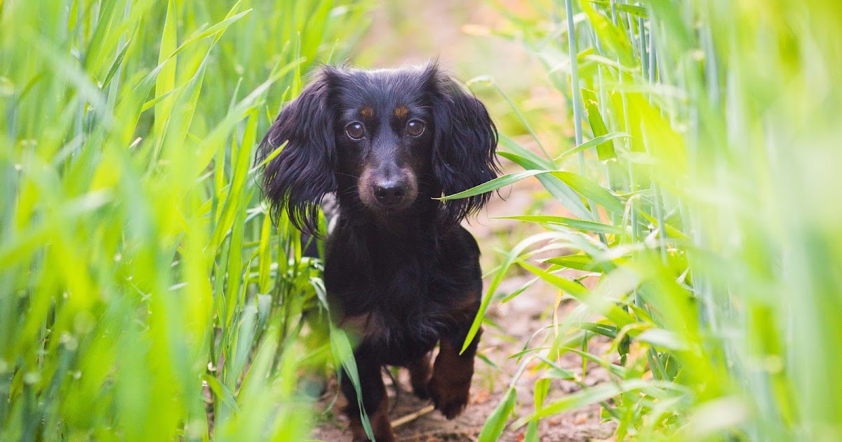 3 Dachshund Personality Traits + Harvest Photo Shoot — Liquid Grain