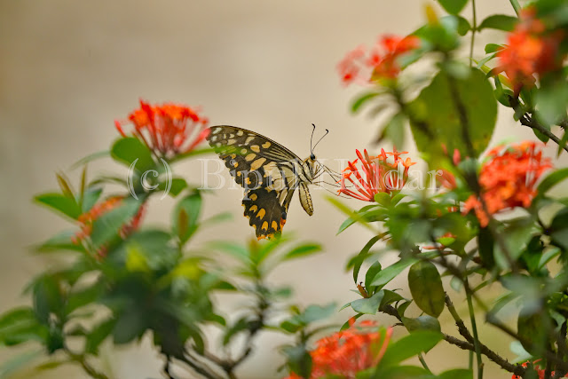 Swallowtail Butterfly Swallowtail Butterfly