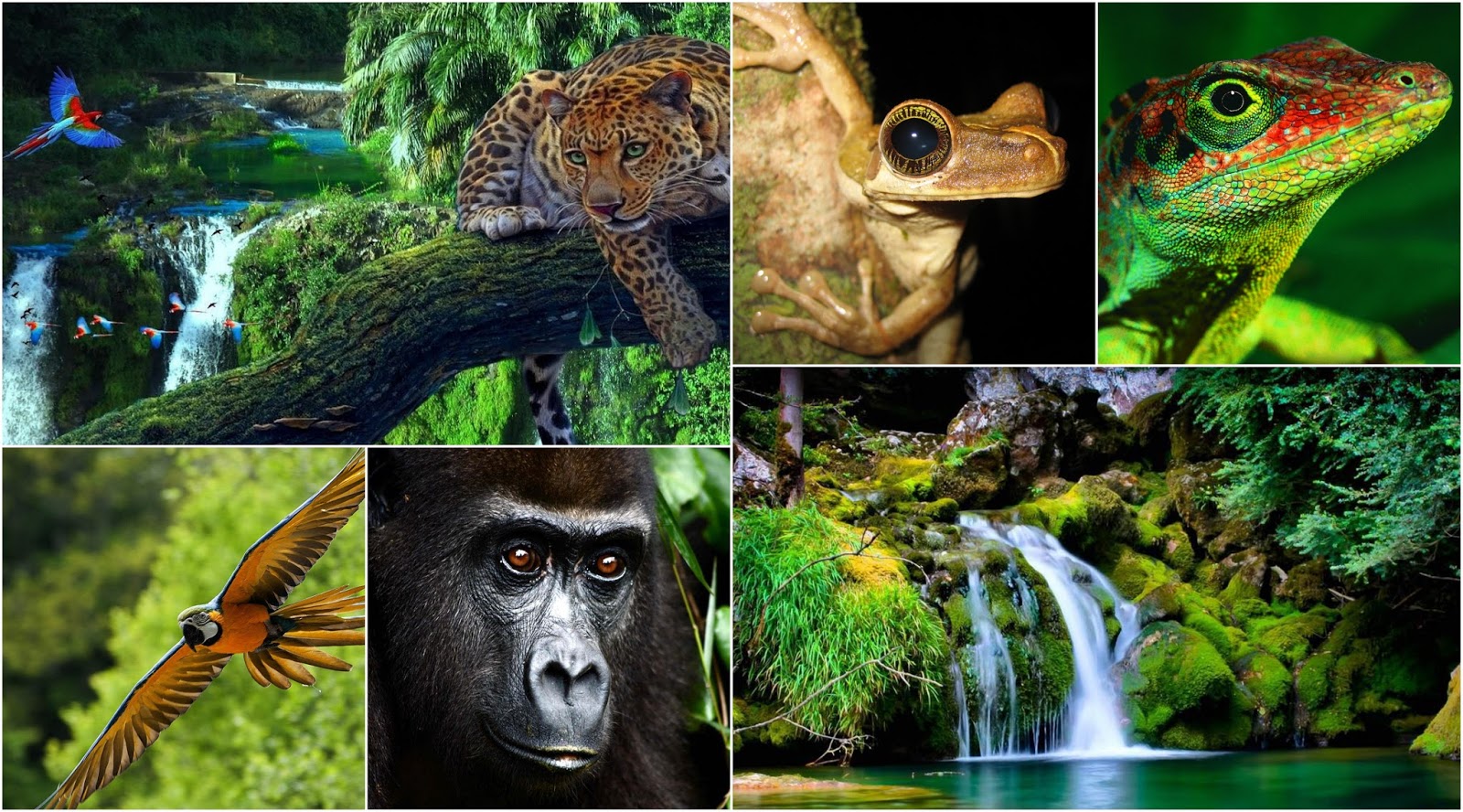 Животный мир экваториальных тропических лесов. Экваториальные и тропические леса фауна. Тропические дождевые леса животные.