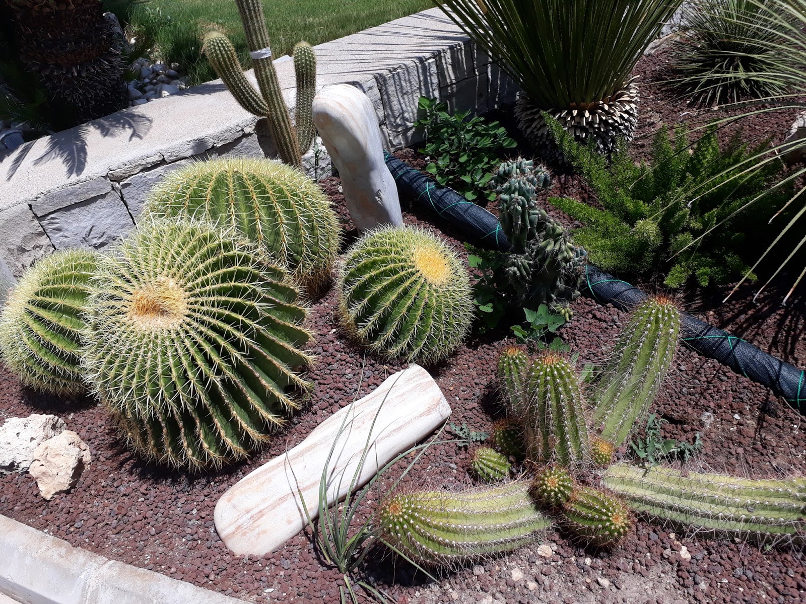 DOMİNO TŞLRI Şarabı sevmemiz, üzüme düşkünlüğümüzden değildi biz