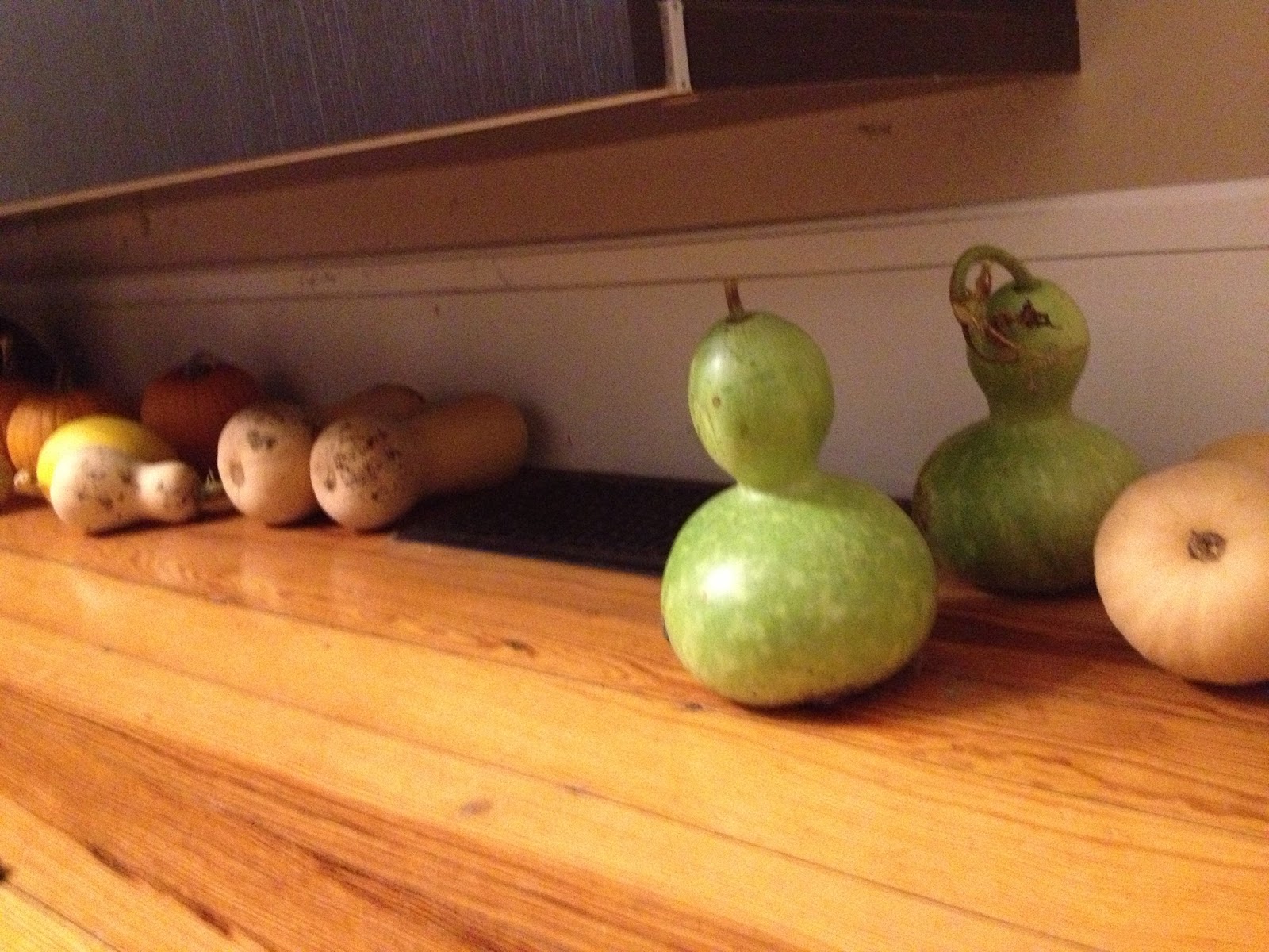Harvesting Bottle Gourds