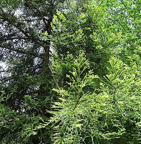 The Rainforest Garden How To Design Your Own Garden 12 Easy Tips