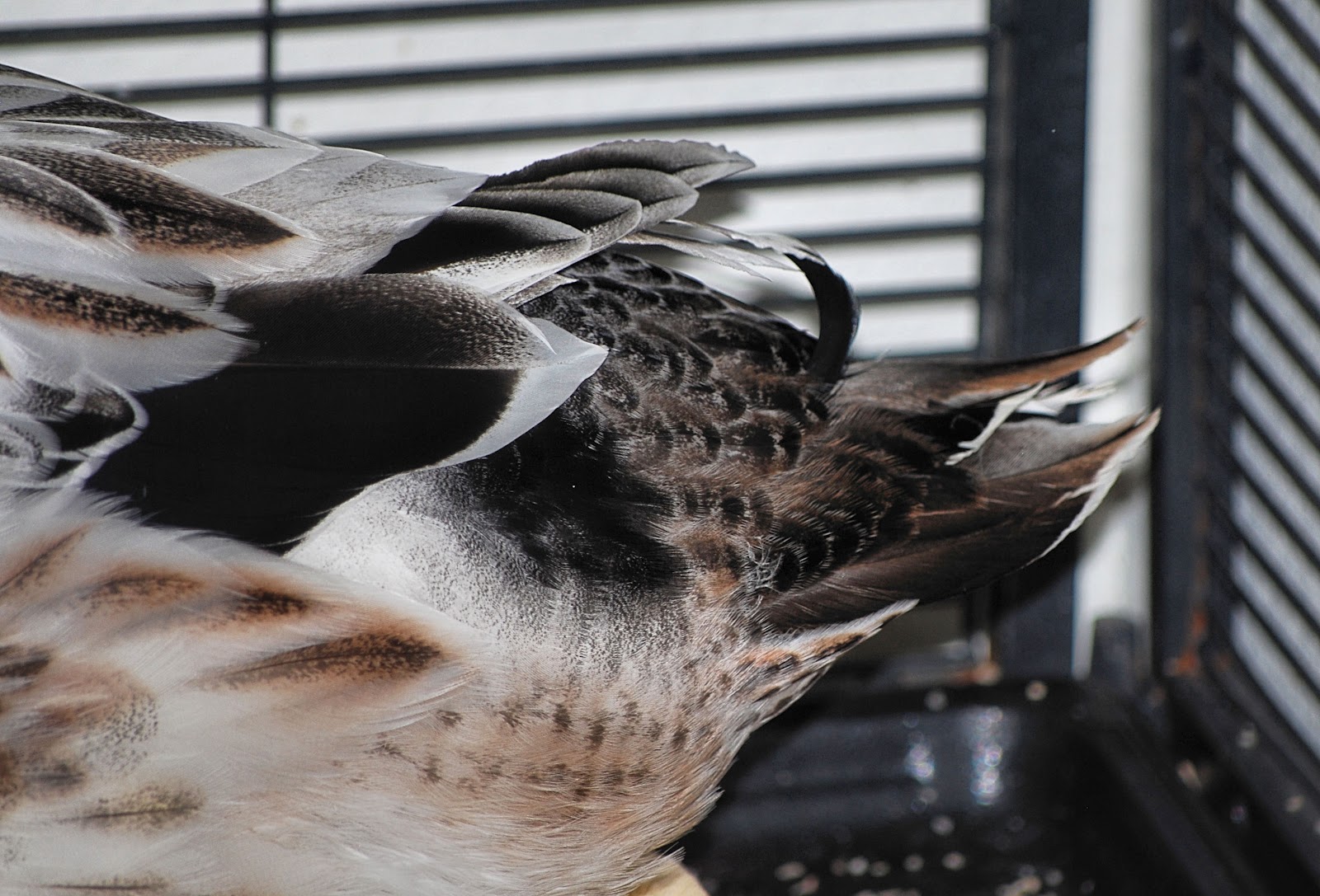 [[insert bad duck pun here]]: Drake Feather