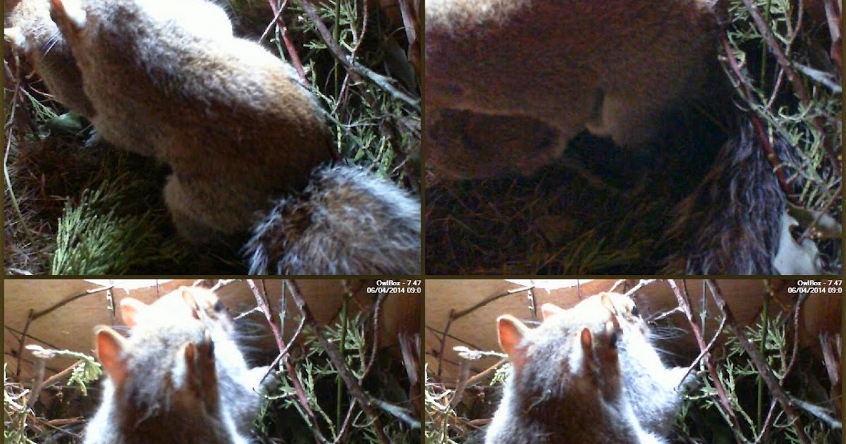 NestBoxTech Squirrels mating, Spring 2014