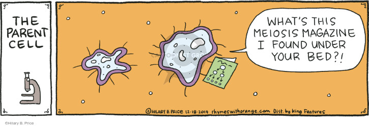 World of Biochemistry (blog about biochemistry): Cartoon about meiosis