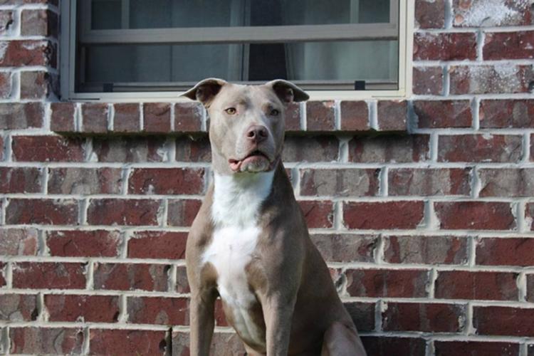 Americano é levado ao hospital e diz que seu cachorro lhe deu um tiro