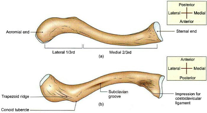 Clavicle