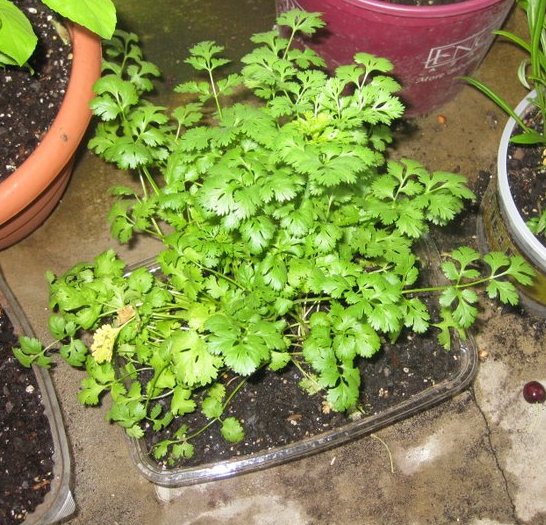 Archies Authentic Touch Growing Coriander leaves at home