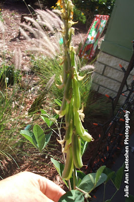 Crotalaria Mucronata Seed Pods Crotalaria Mucronata Seed Pods