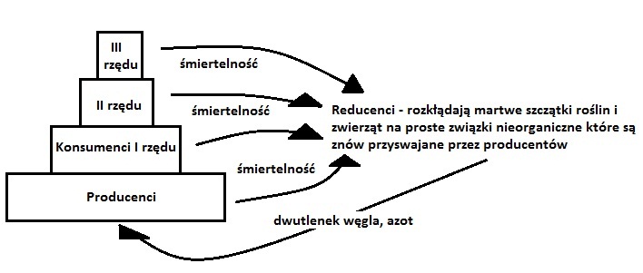 Piramida Energii W Ekosystemie biologia: EKOLOGIA CZ.2
