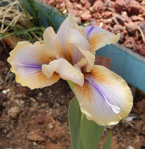 World of Irises In Praise of Regelias